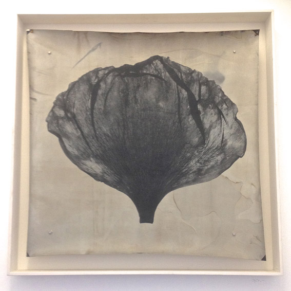 Down to earth, 2007, 80 x 80 cm, vintage silver barite, € 5.100,-