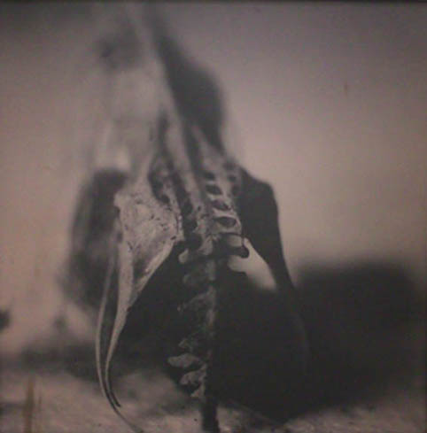 Serenity, 2010, 60 x 60 cm, vintage silver barite, sold